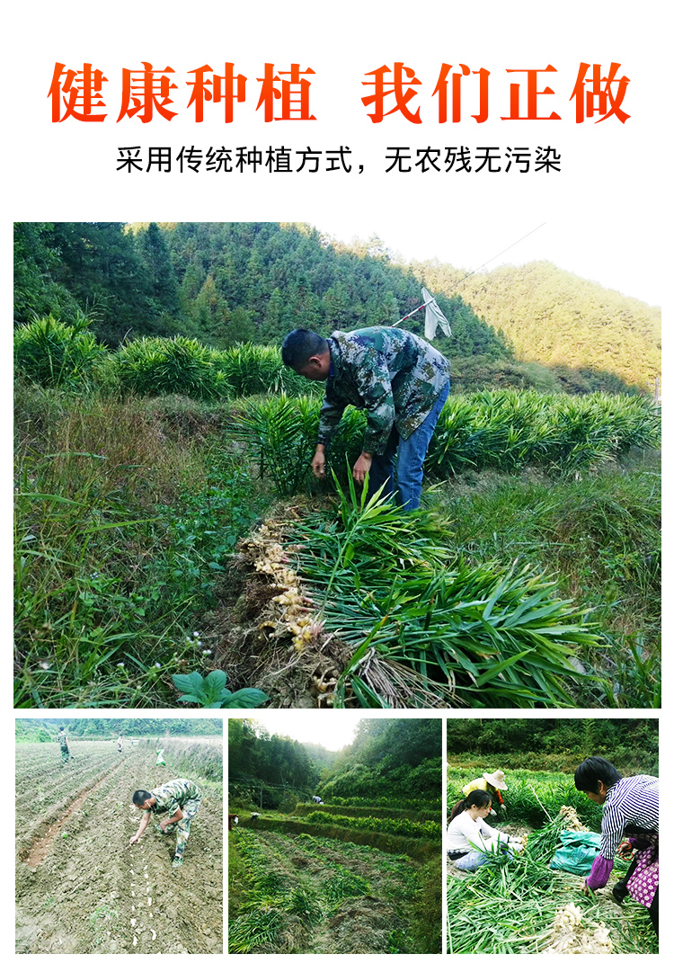 姜粉1_04.jpg