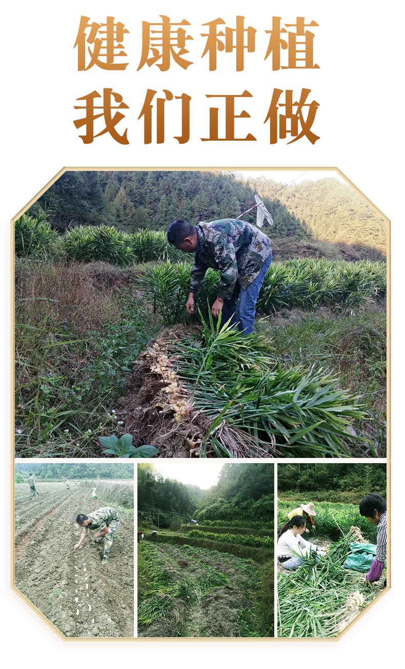 纯姜素_04.jpg